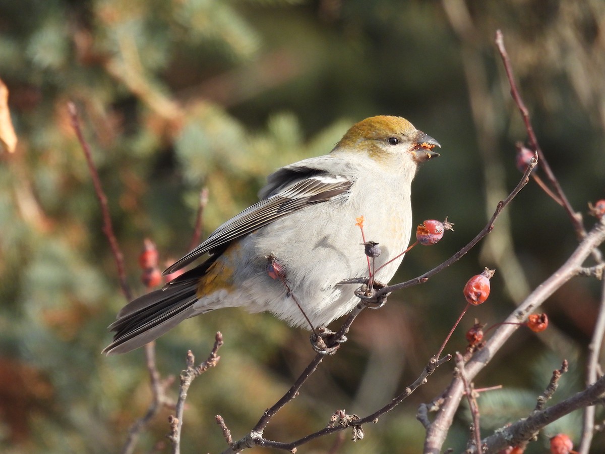 Pine Grosbeak - ML646715297
