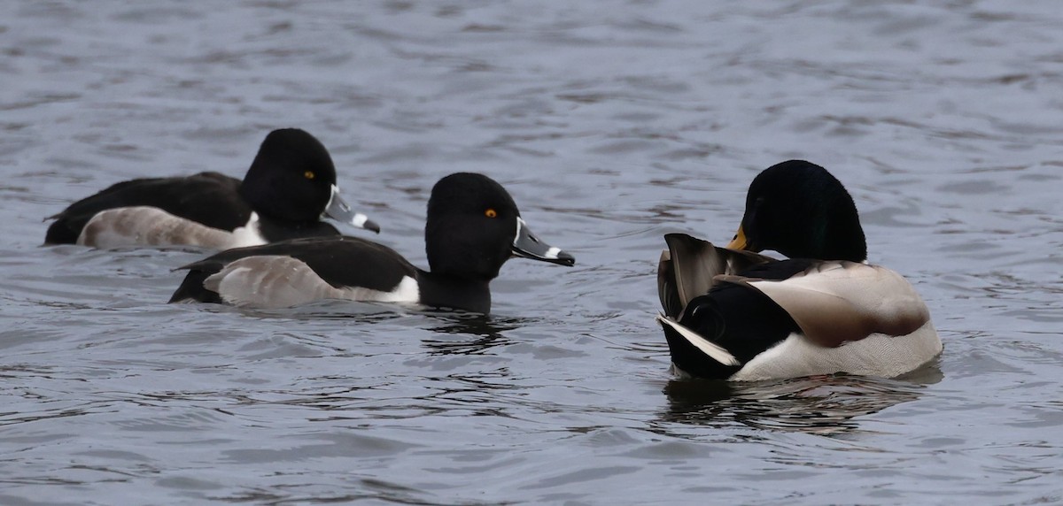 Murgilari lepokoduna - ML646715298