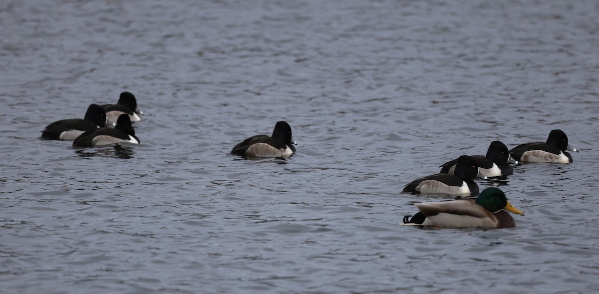 Murgilari lepokoduna - ML646715299