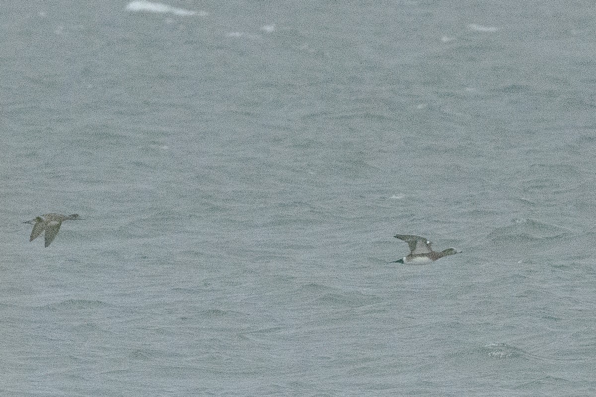 Свищ американський - ML646715309