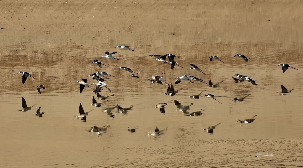 Black-necked Stilt - ML646715311