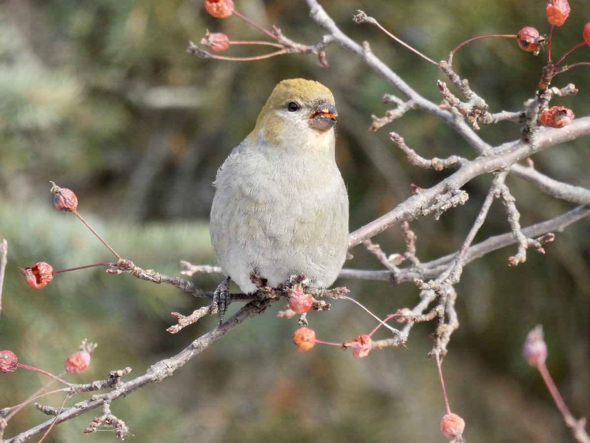 Pine Grosbeak - ML646715312