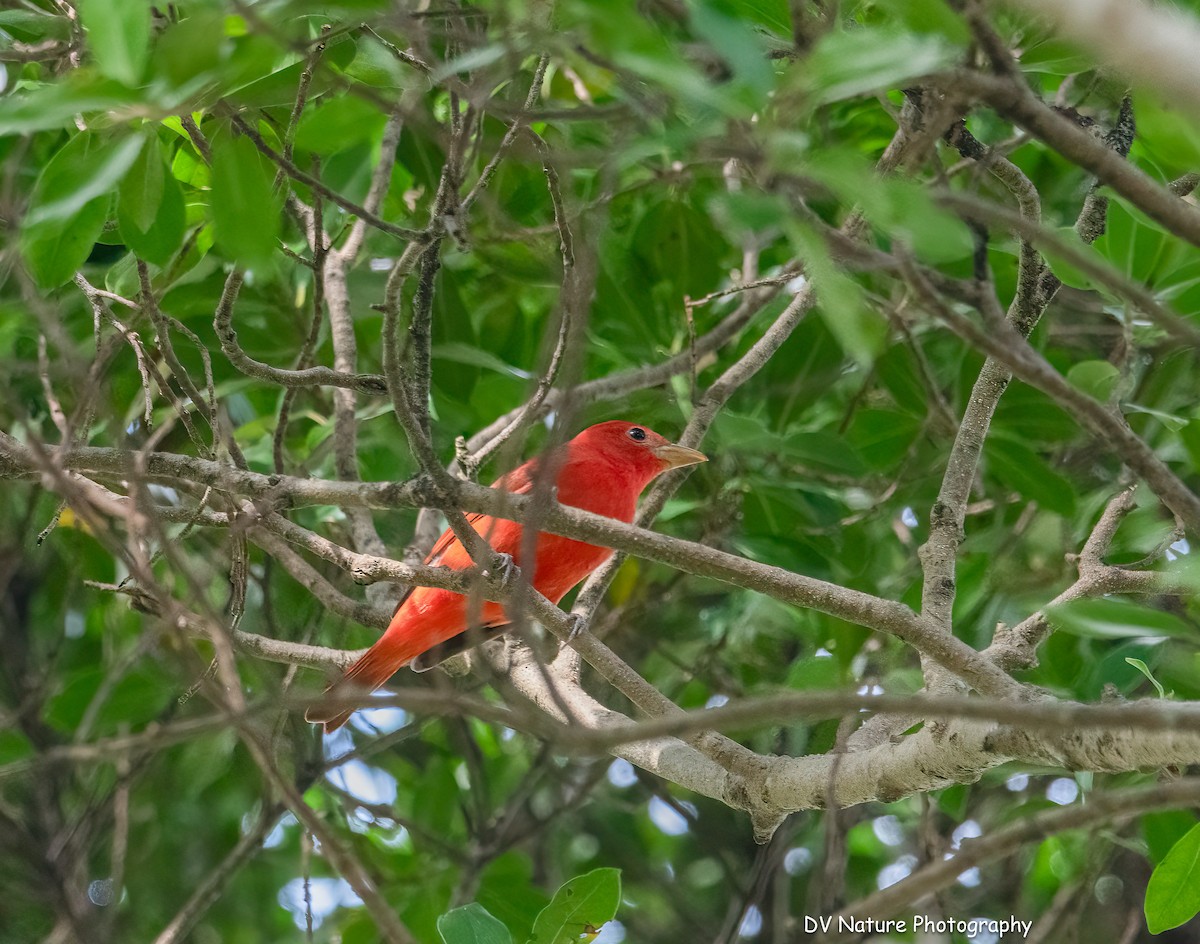 Summer Tanager - ML646715313
