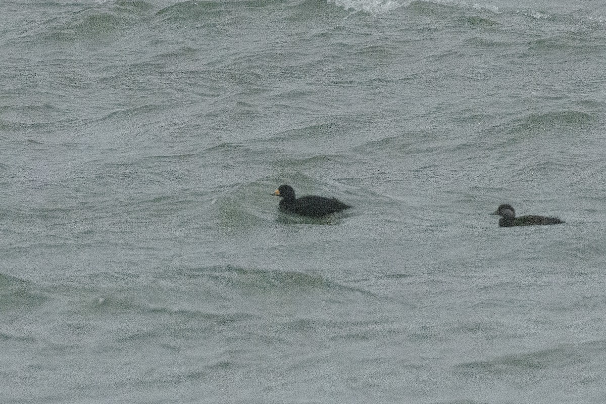 Синьга американська - ML646715314