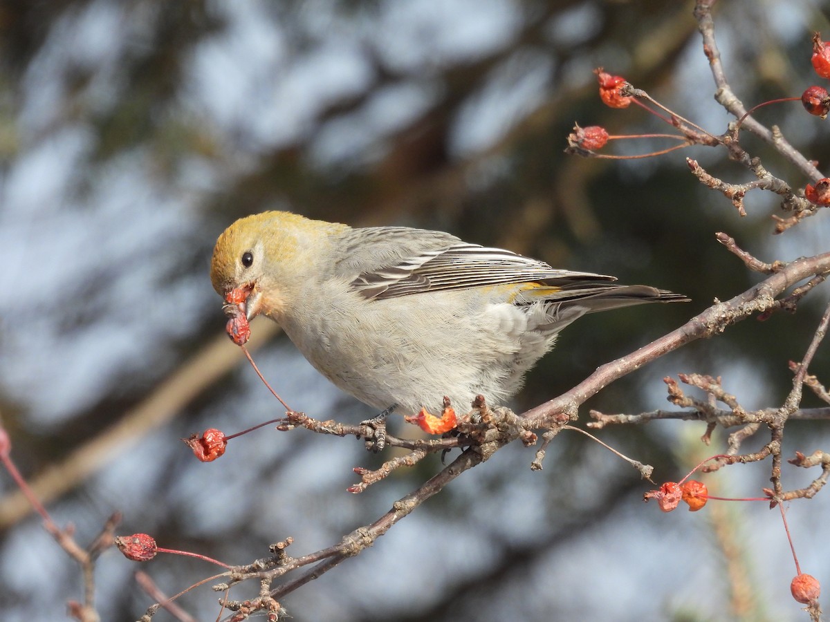 Pine Grosbeak - ML646715317