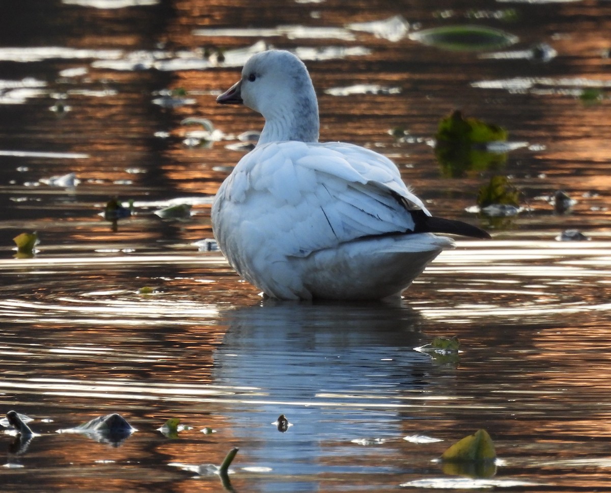 Küçük Kar Kazı - ML646715318