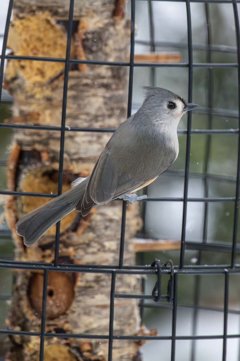 Tufted Titmouse - ML646715319