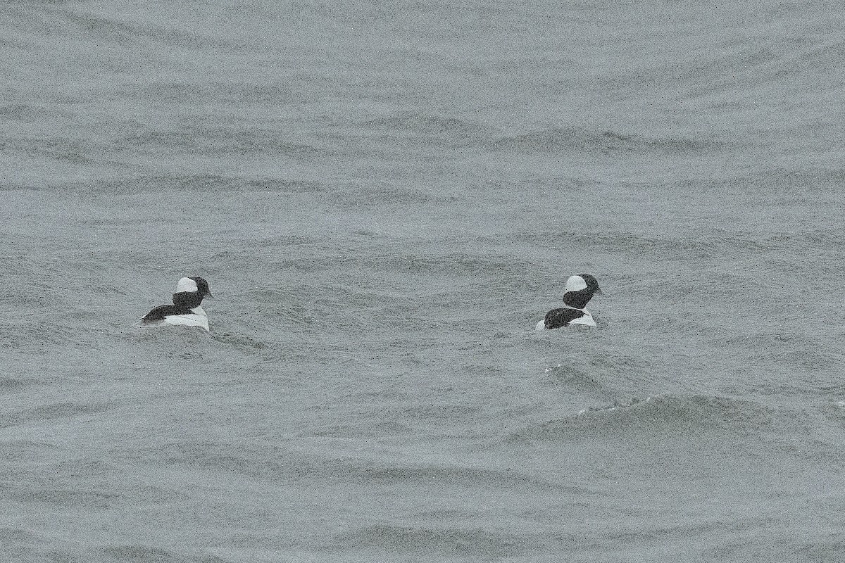 Гоголь малий - ML646715321