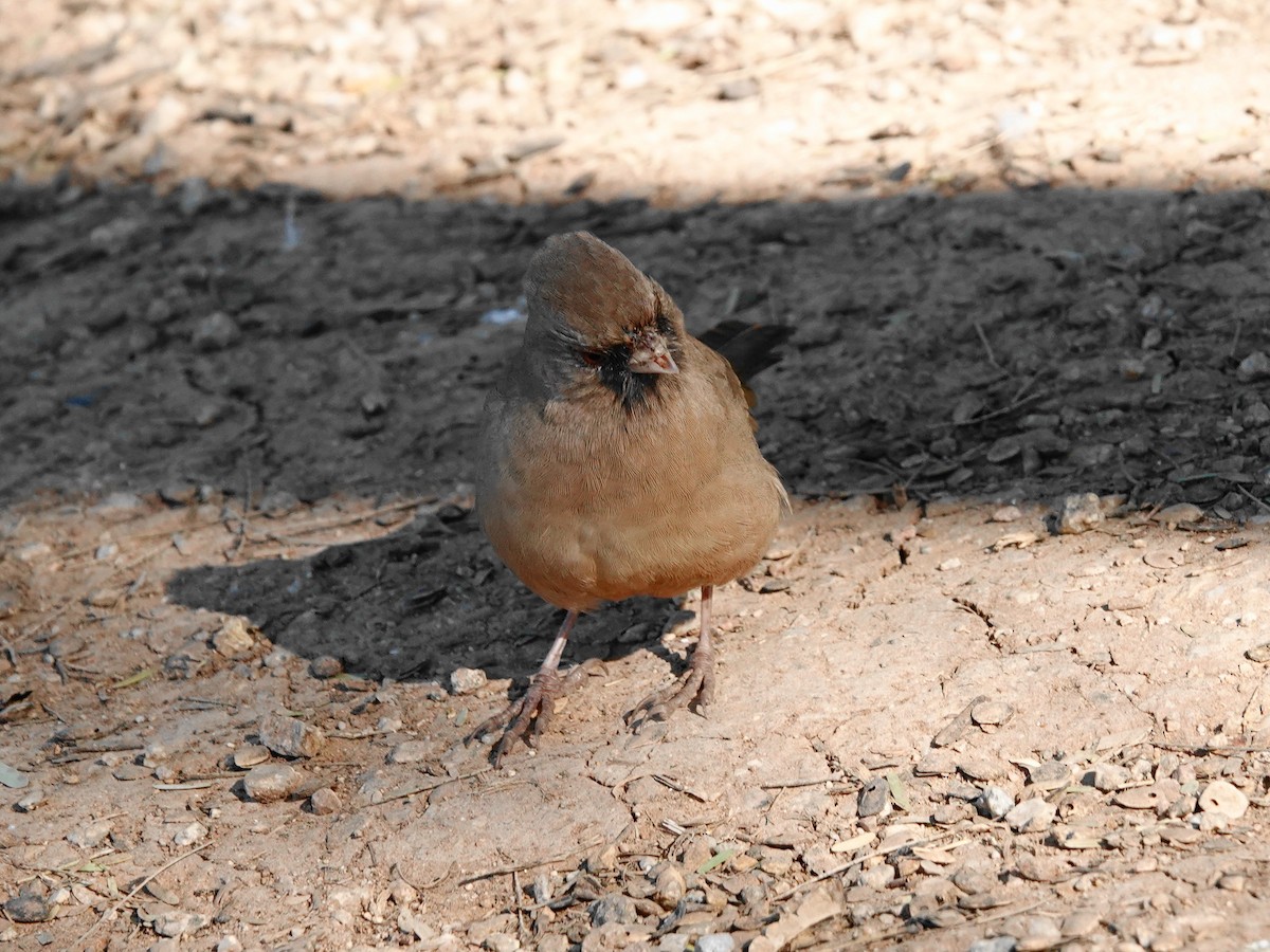 メグロトウヒチョウ - ML646715322