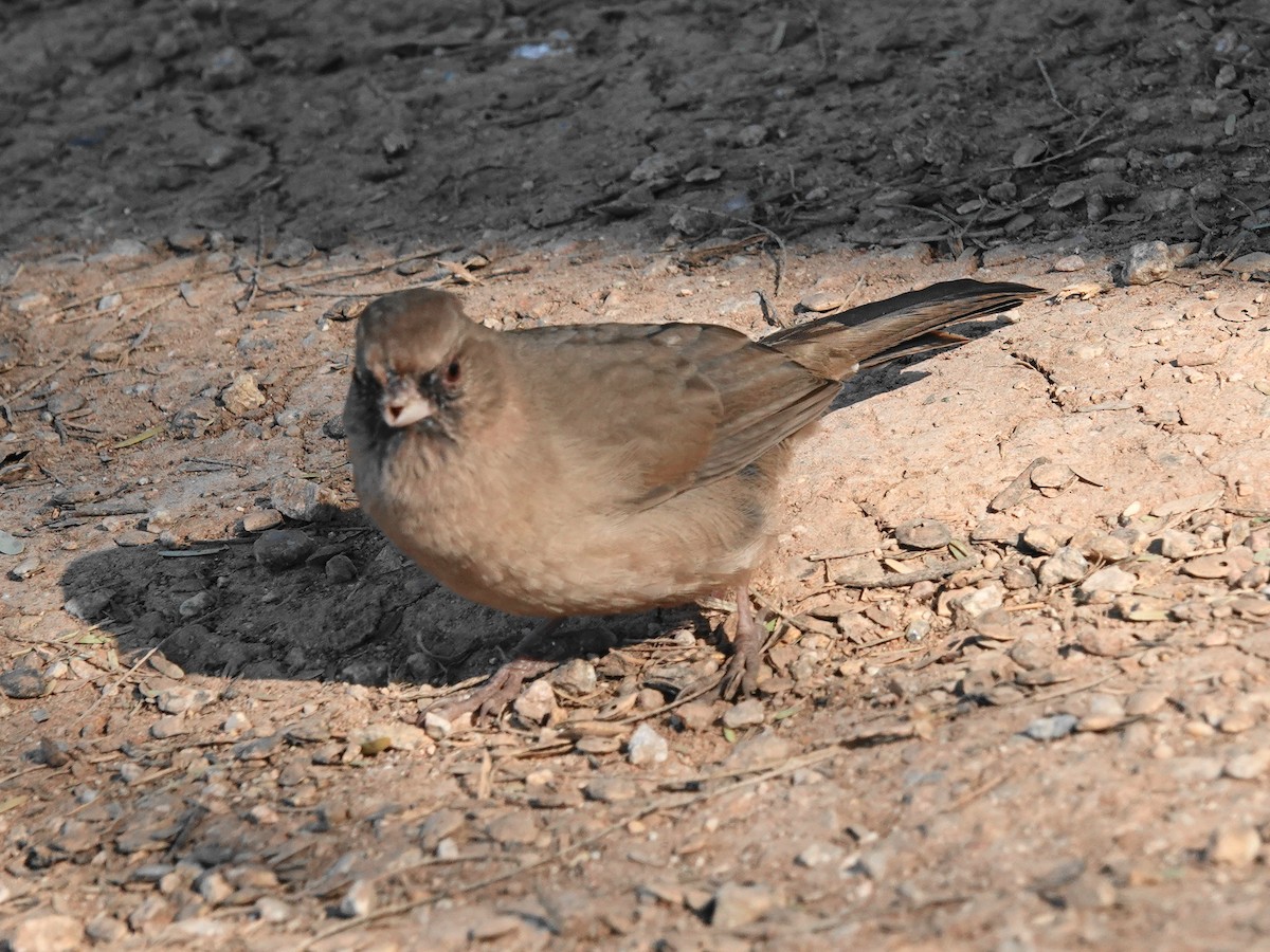 メグロトウヒチョウ - ML646715323