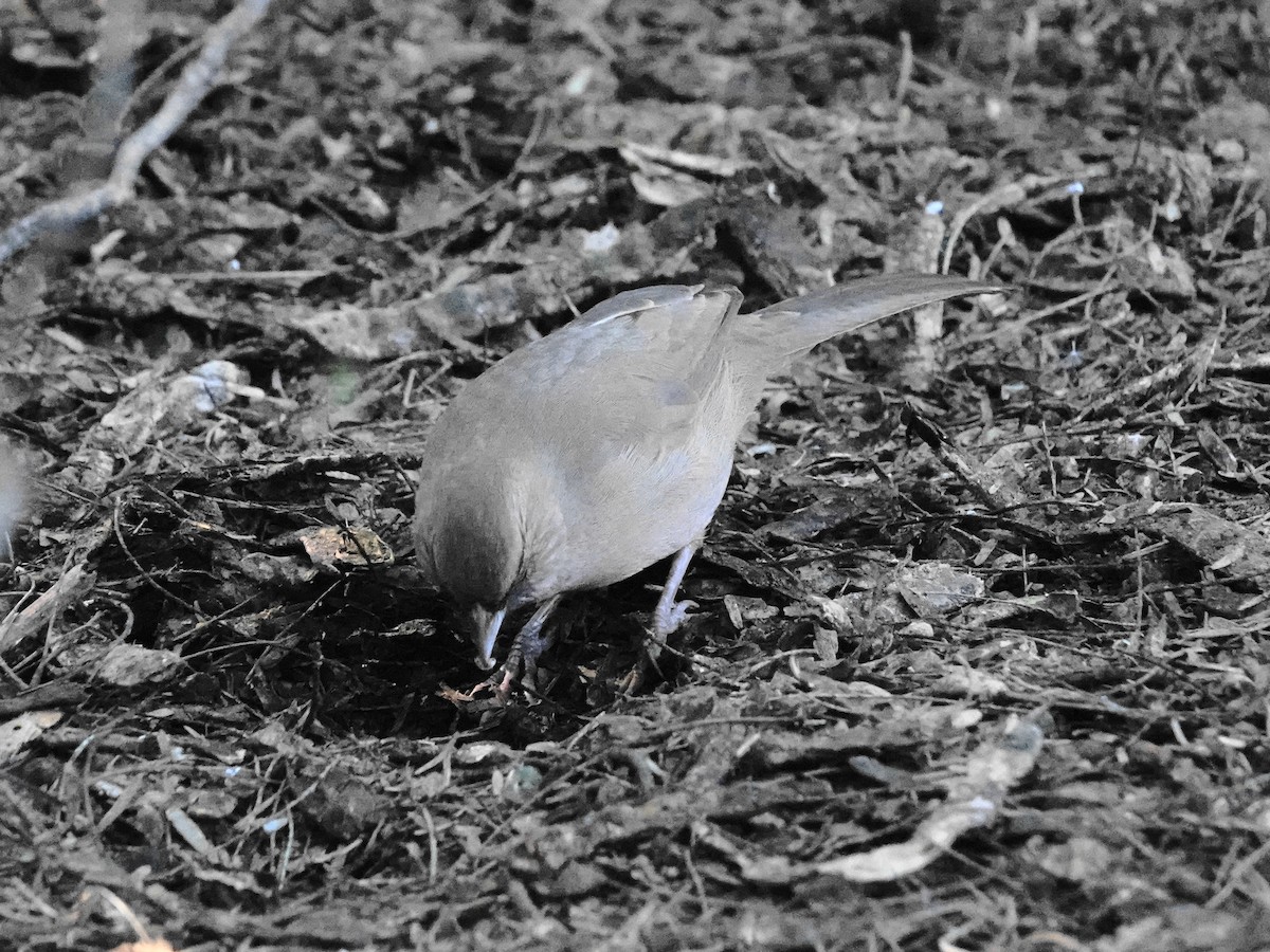 メグロトウヒチョウ - ML646715324