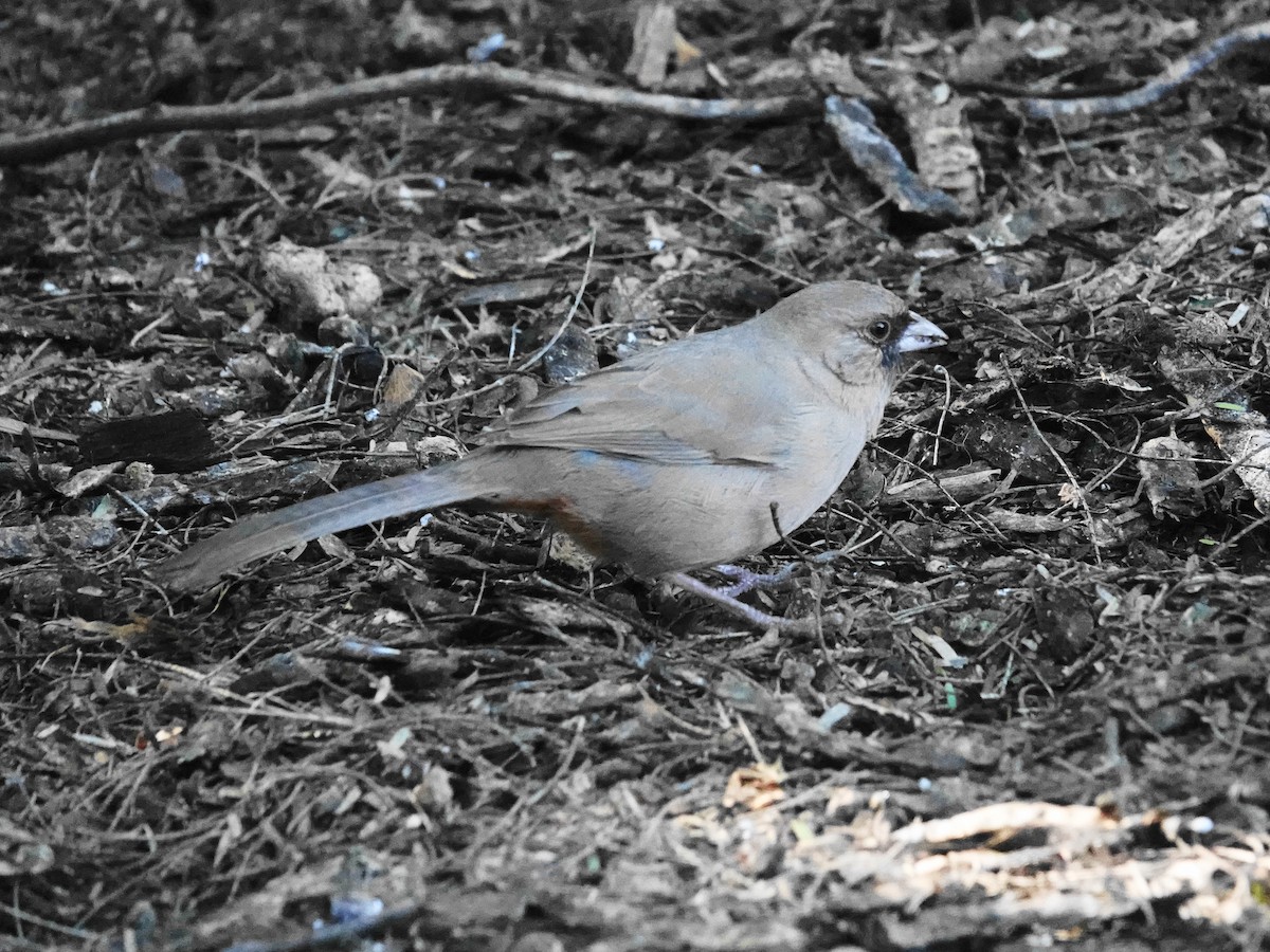 メグロトウヒチョウ - ML646715325