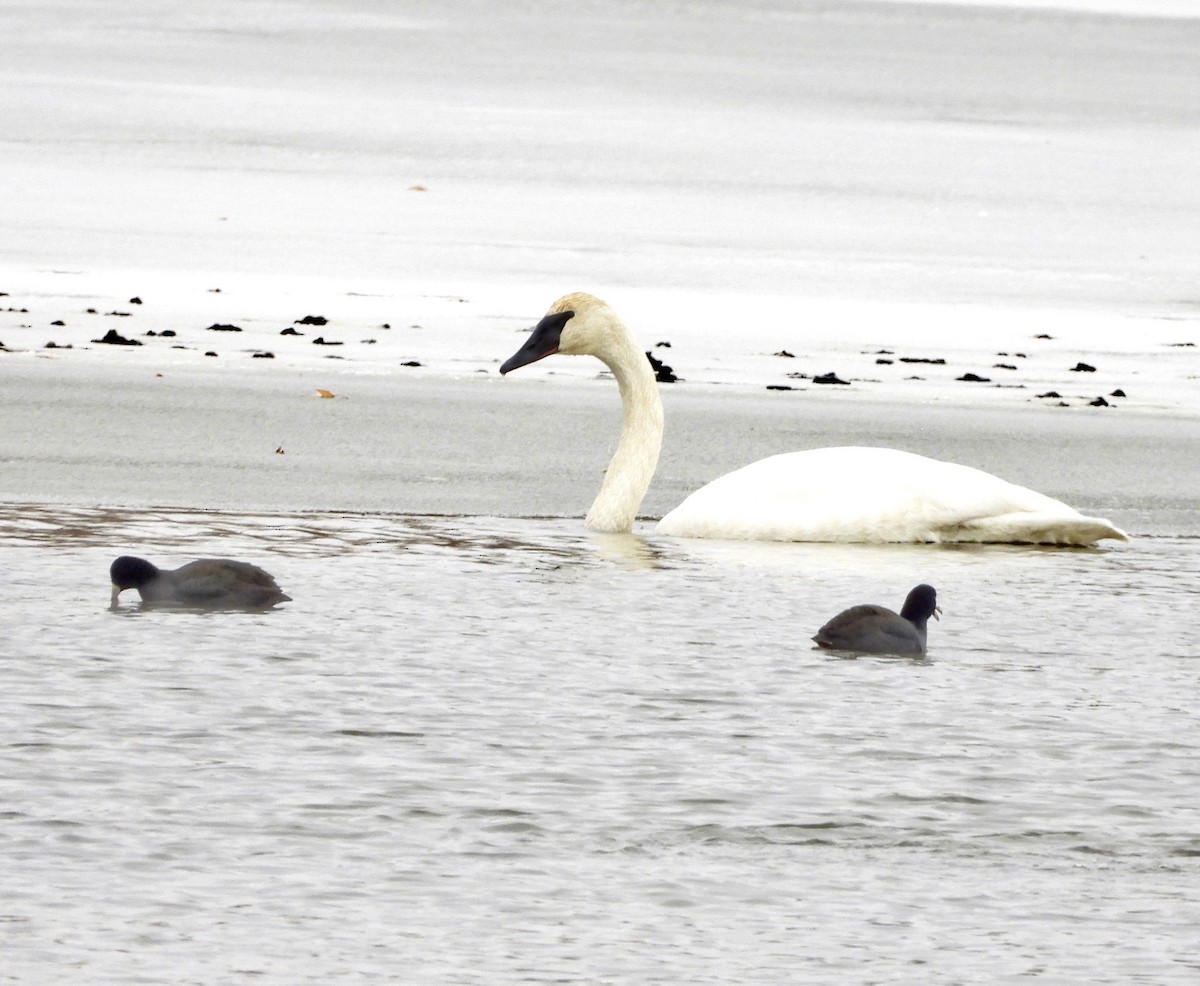 Лиска американська - ML646715326