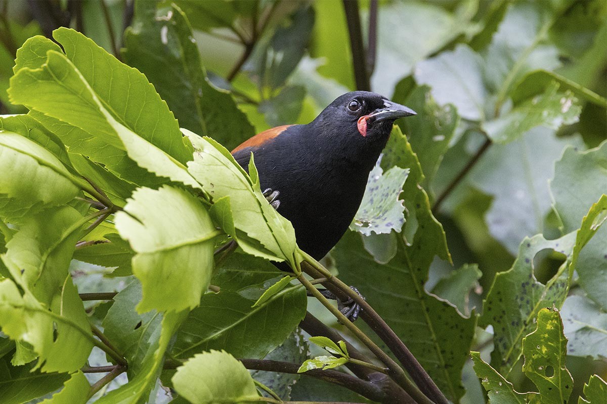 North Island Saddleback - ML646715327