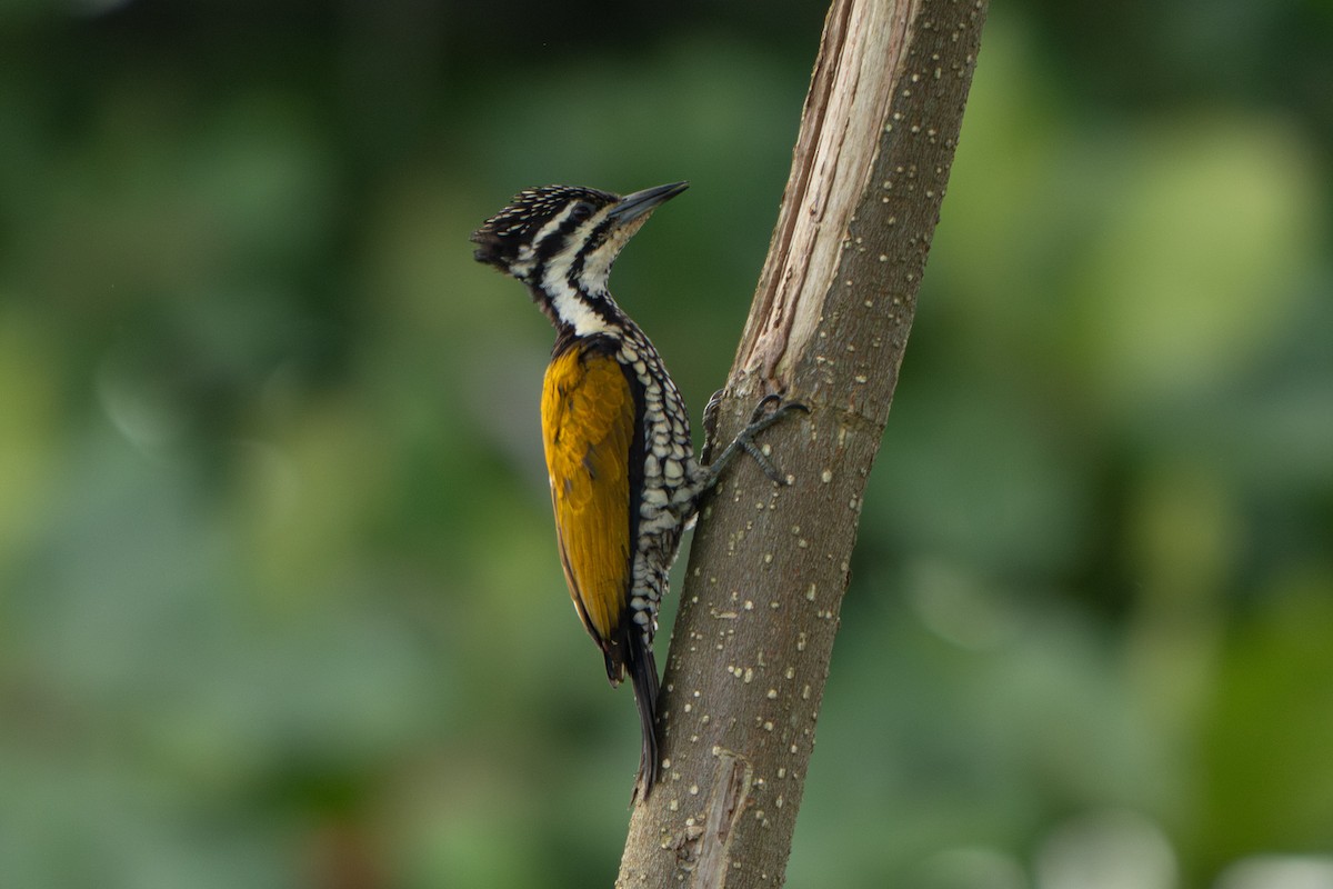 Огненоспинный дятел-султан - ML646715328