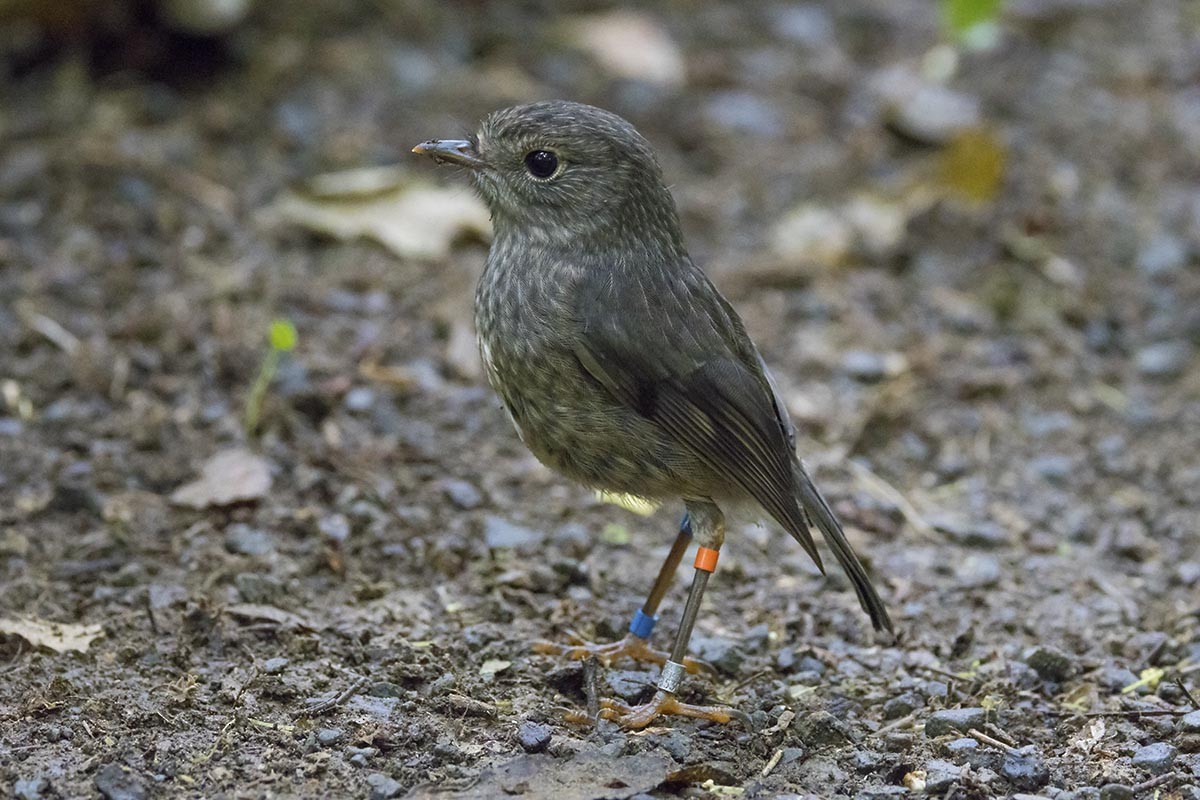North Island Robin - ML646715329