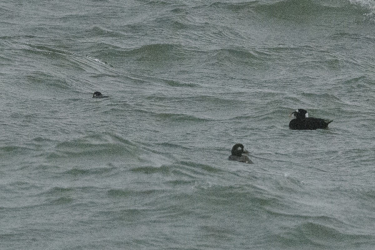 Турпан білолобий/синьга американська - ML646715330