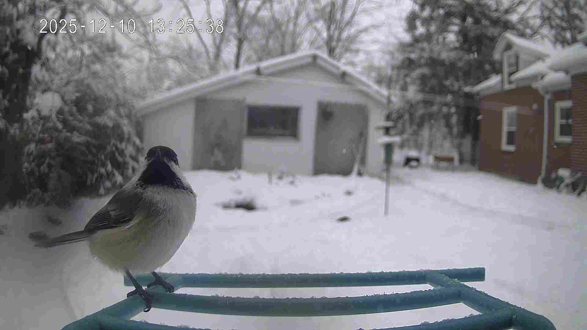 Black-capped Chickadee - ML646715331