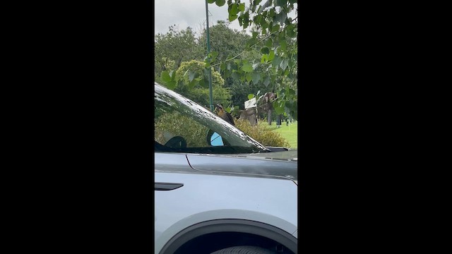 Черноусый дятел - ML646715333