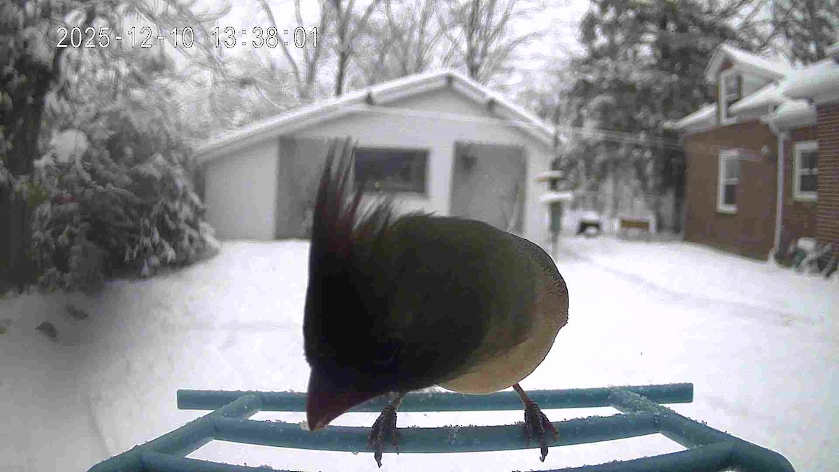 Northern Cardinal - ML646715334