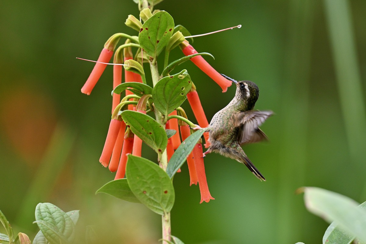 Çilli Kolibri - ML646715338