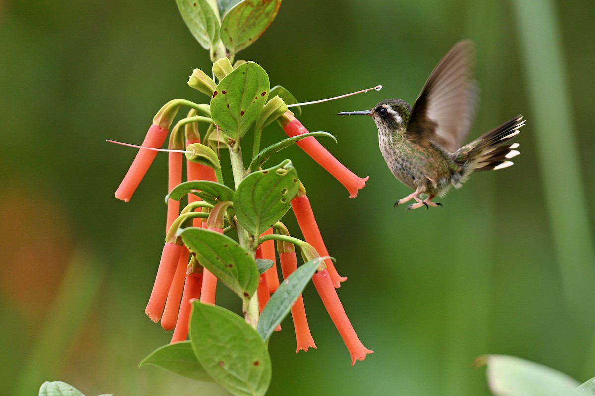Çilli Kolibri - ML646715339