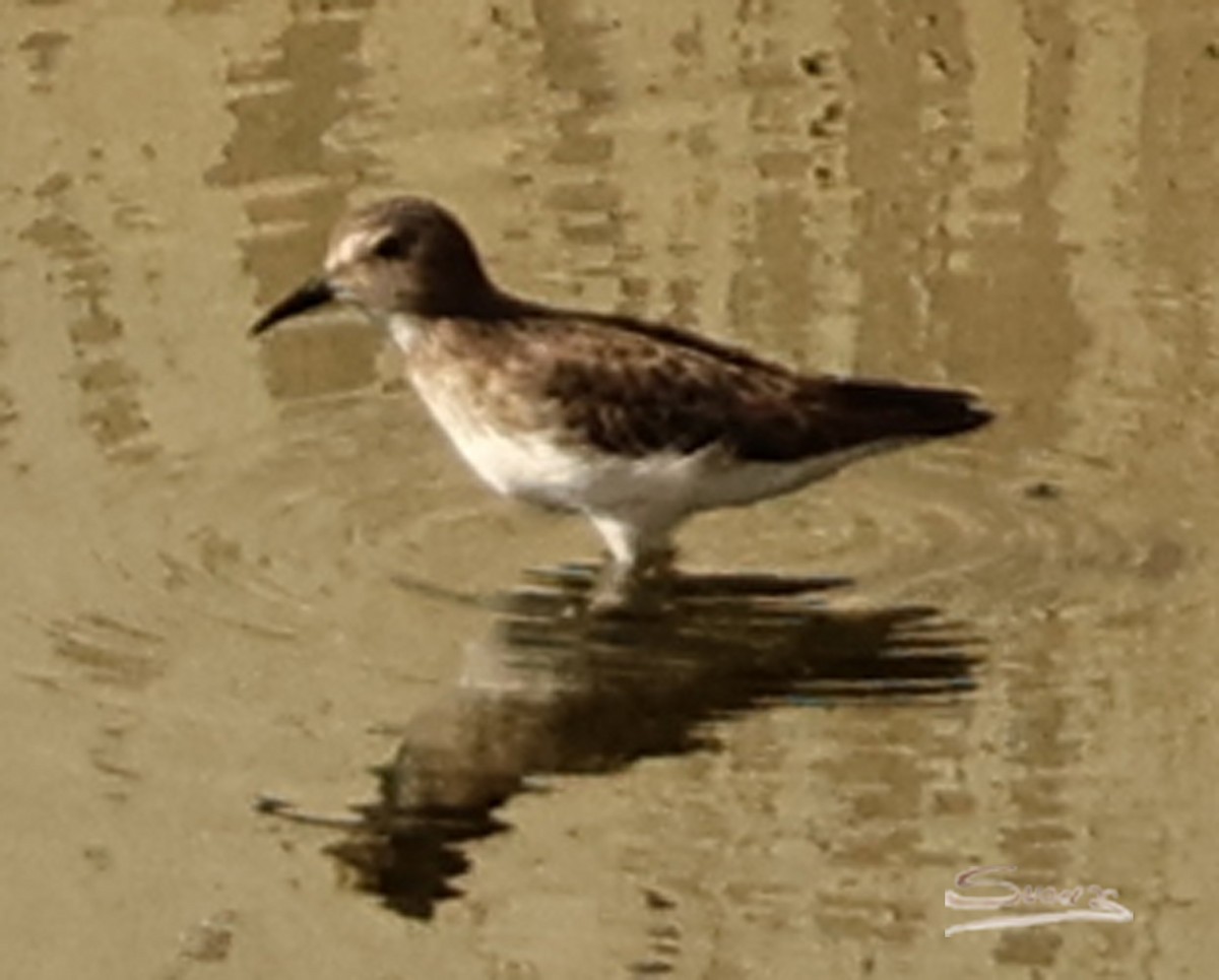 Least Sandpiper - ML646715341