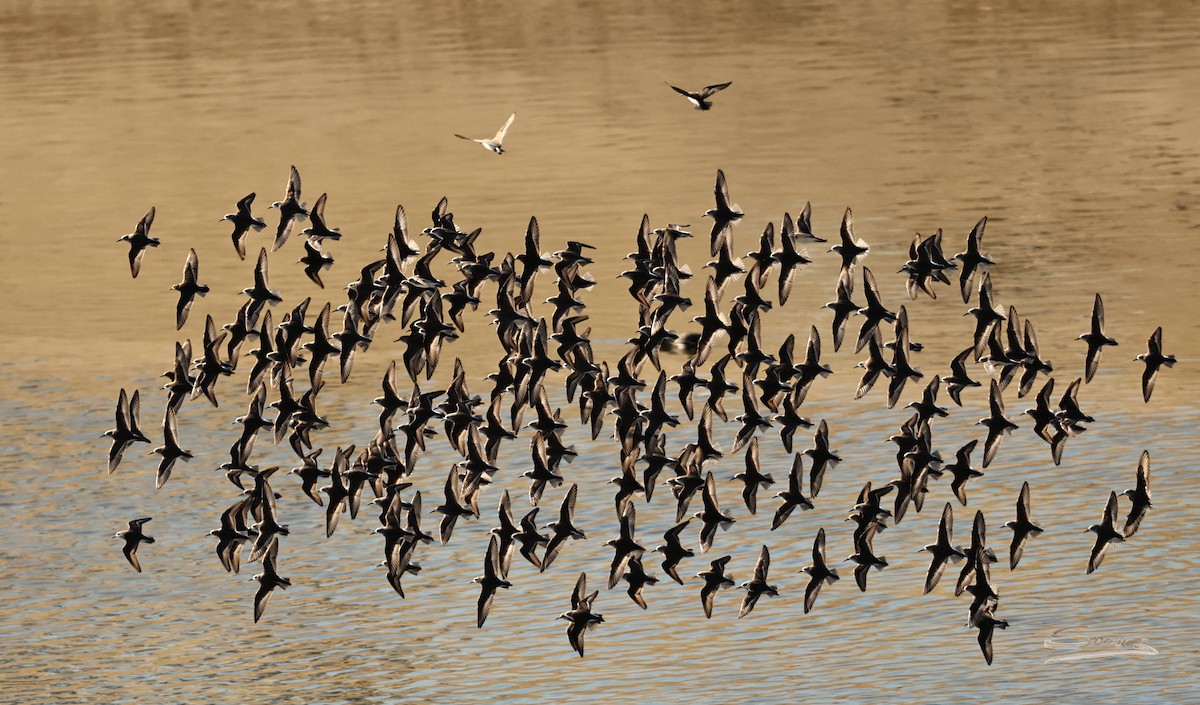 Least Sandpiper - ML646715342