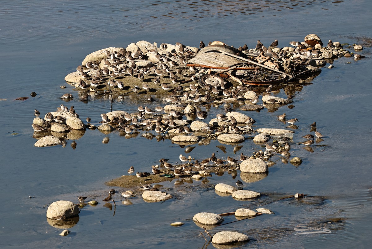 Least Sandpiper - ML646715343