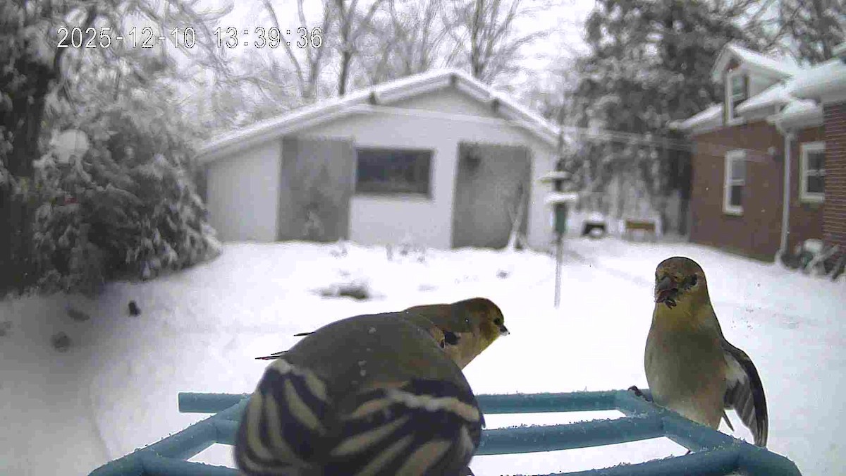 American Goldfinch - ML646715345