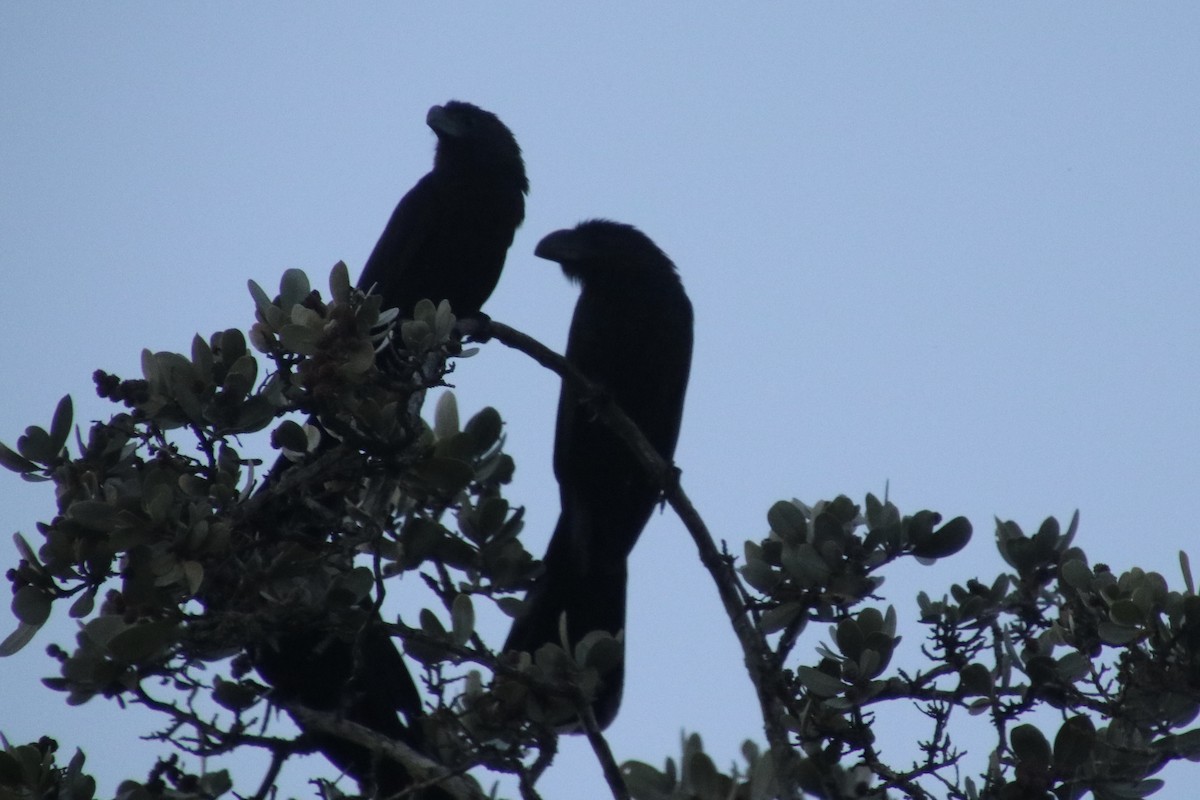 Düz Gagalı Ani - ML646715346