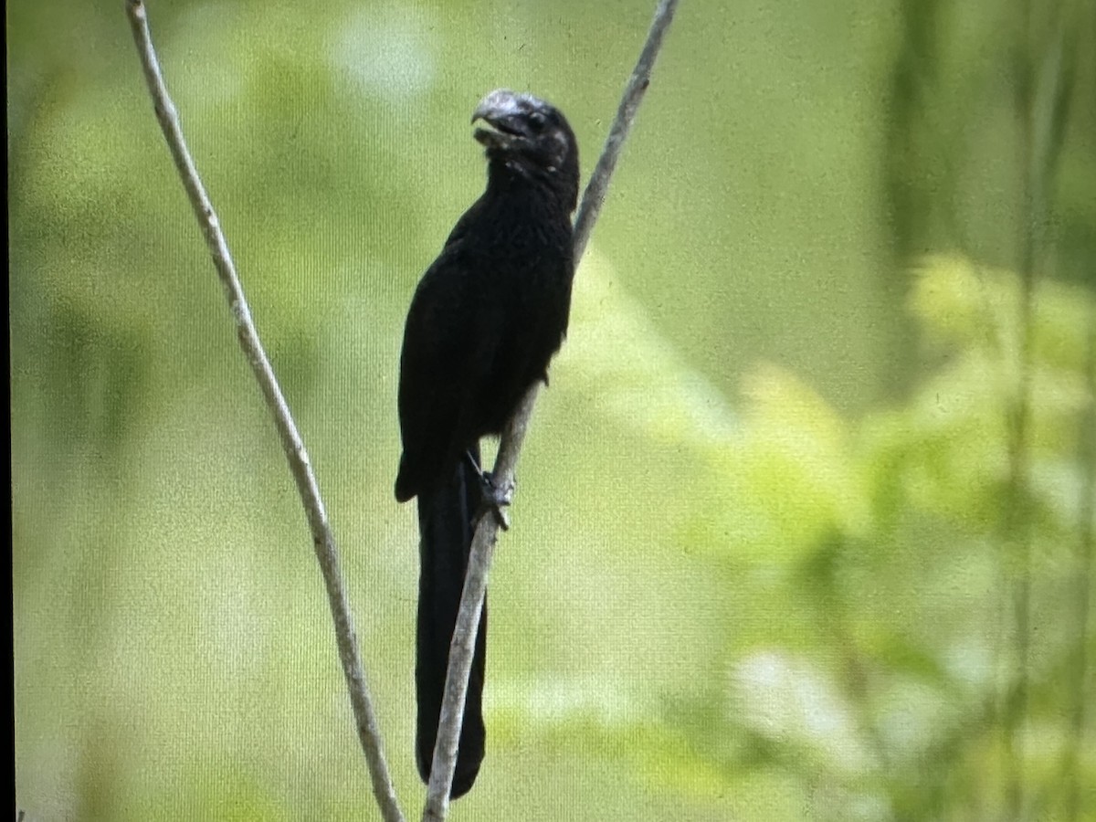 Ані товстодзьобий - ML646715348