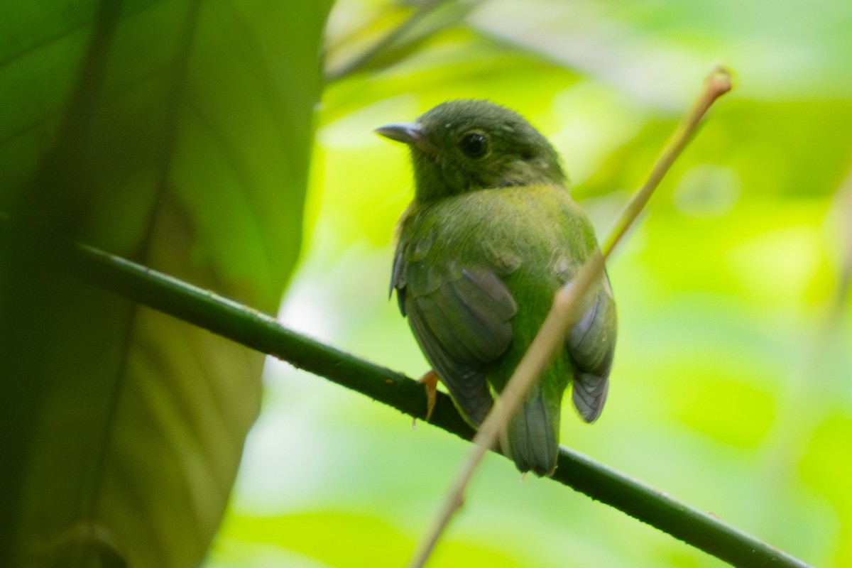 Snow-capped Manakin - ML646715349