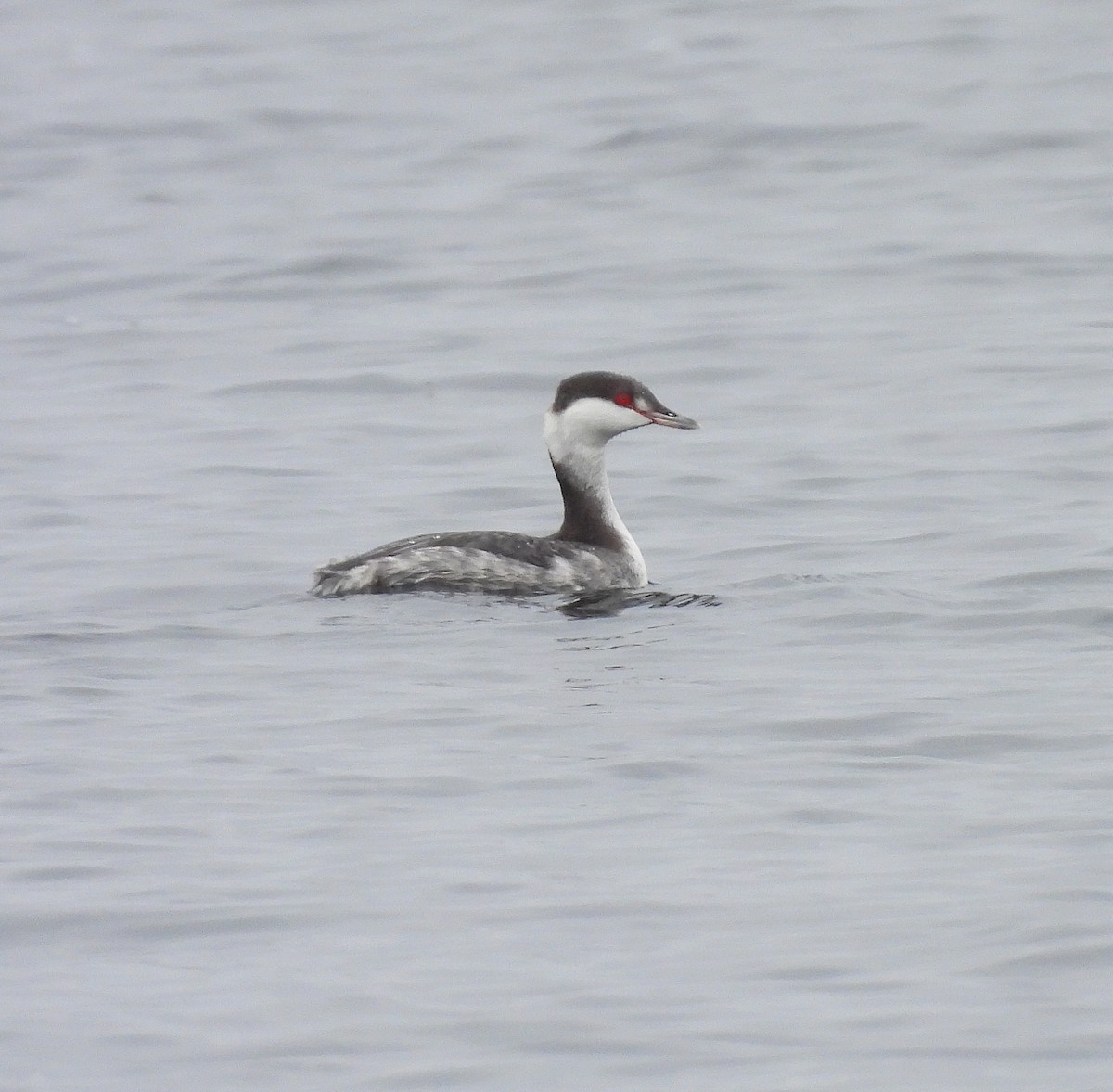 Svasso cornuto - ML646715352