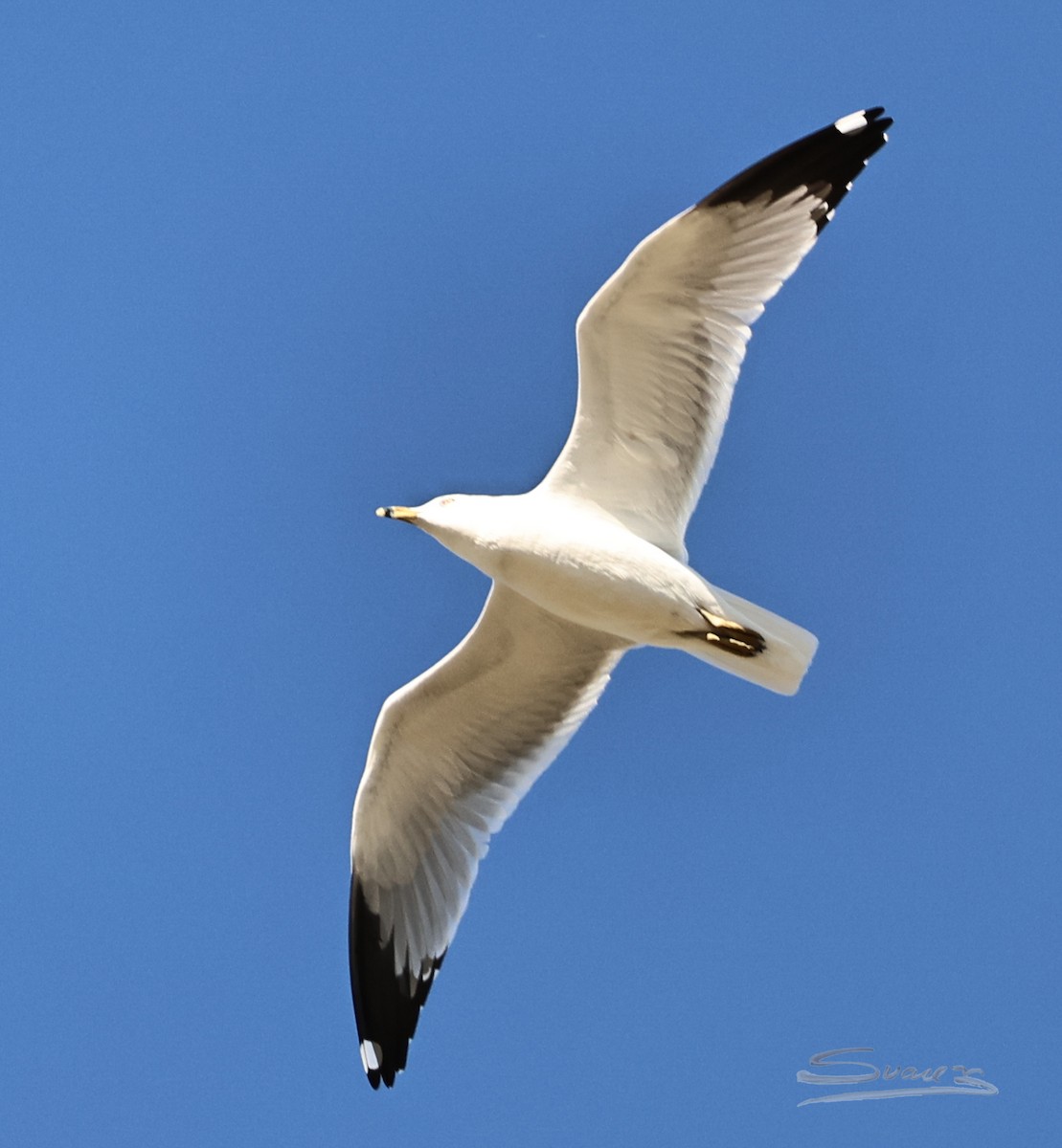 Ring-billed Gull - ML646715353