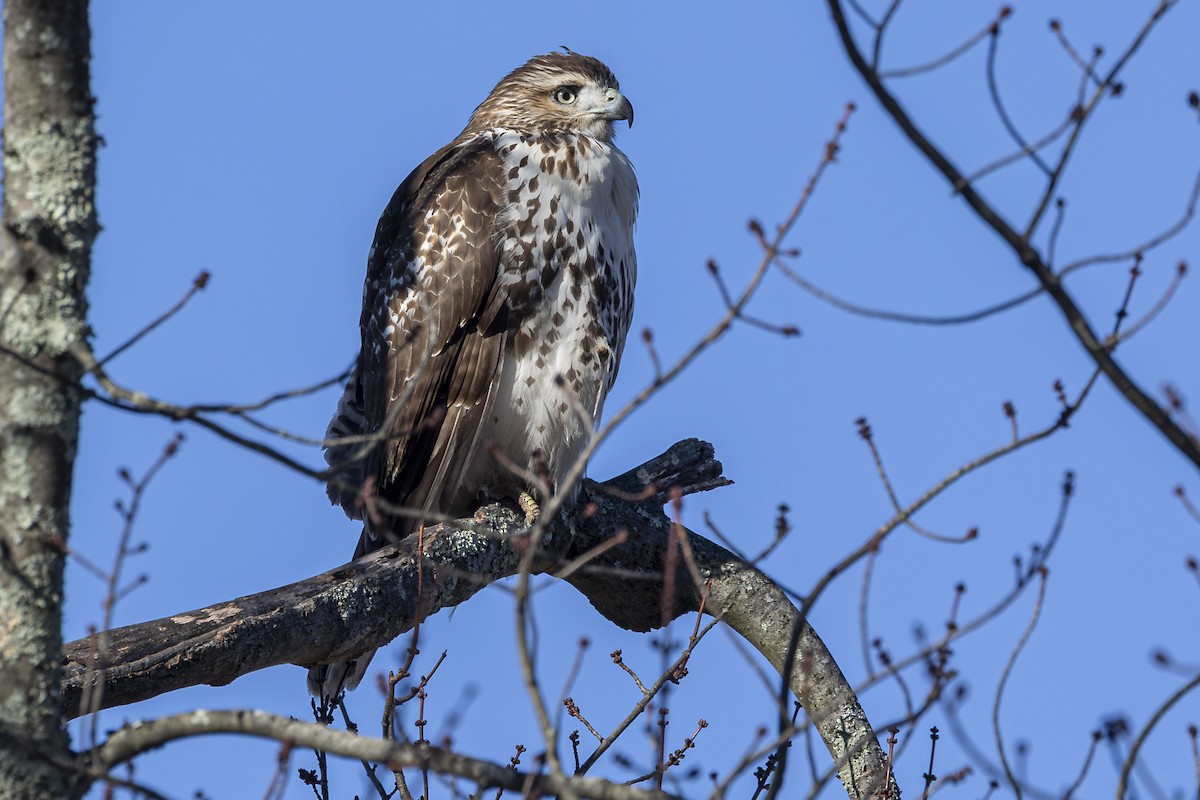 Red-tailed Hawk - ML646715354
