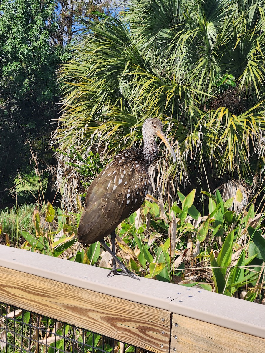 Limpkin - ML646715359