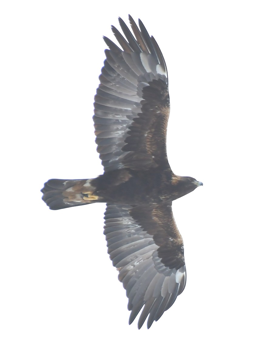 Golden Eagle - ML646715360