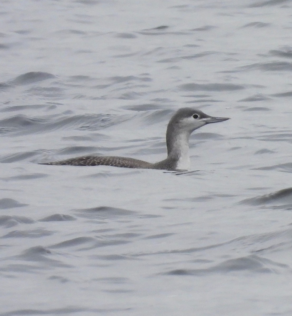 Strolaga minore - ML646715361