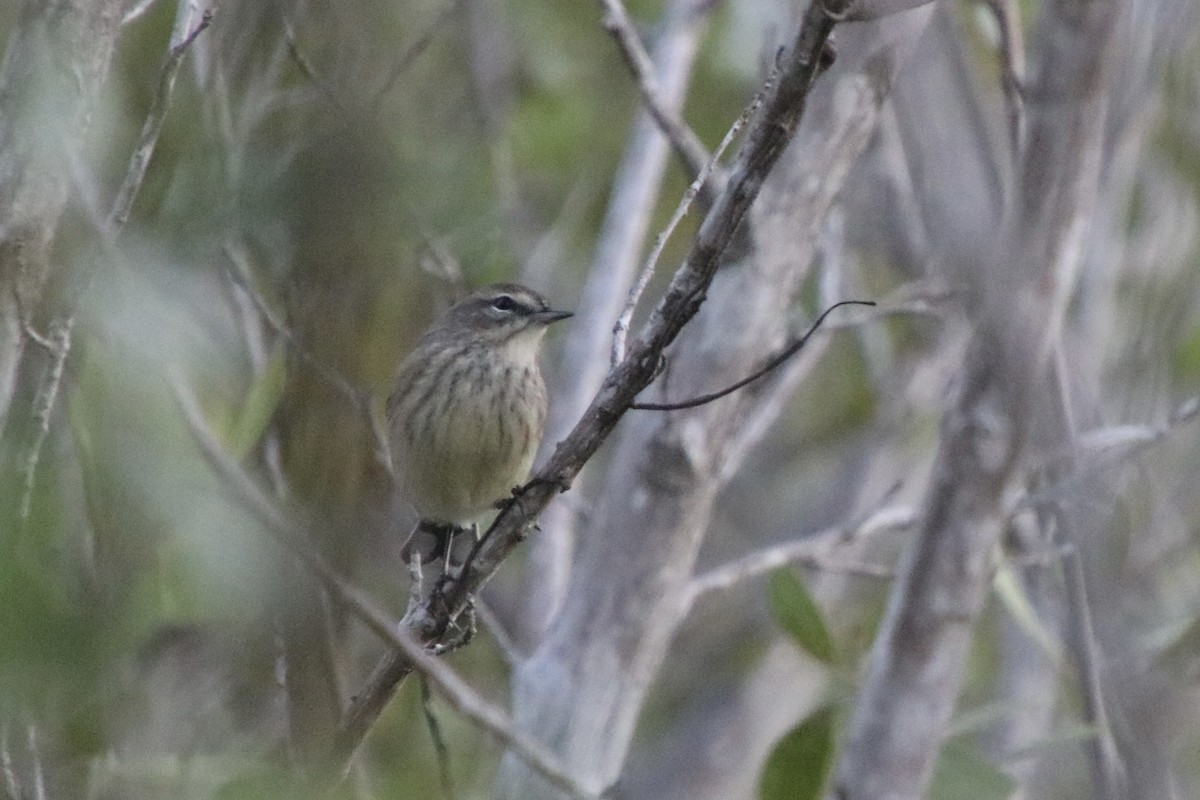 Palmiye Ötleğeni - ML646715364