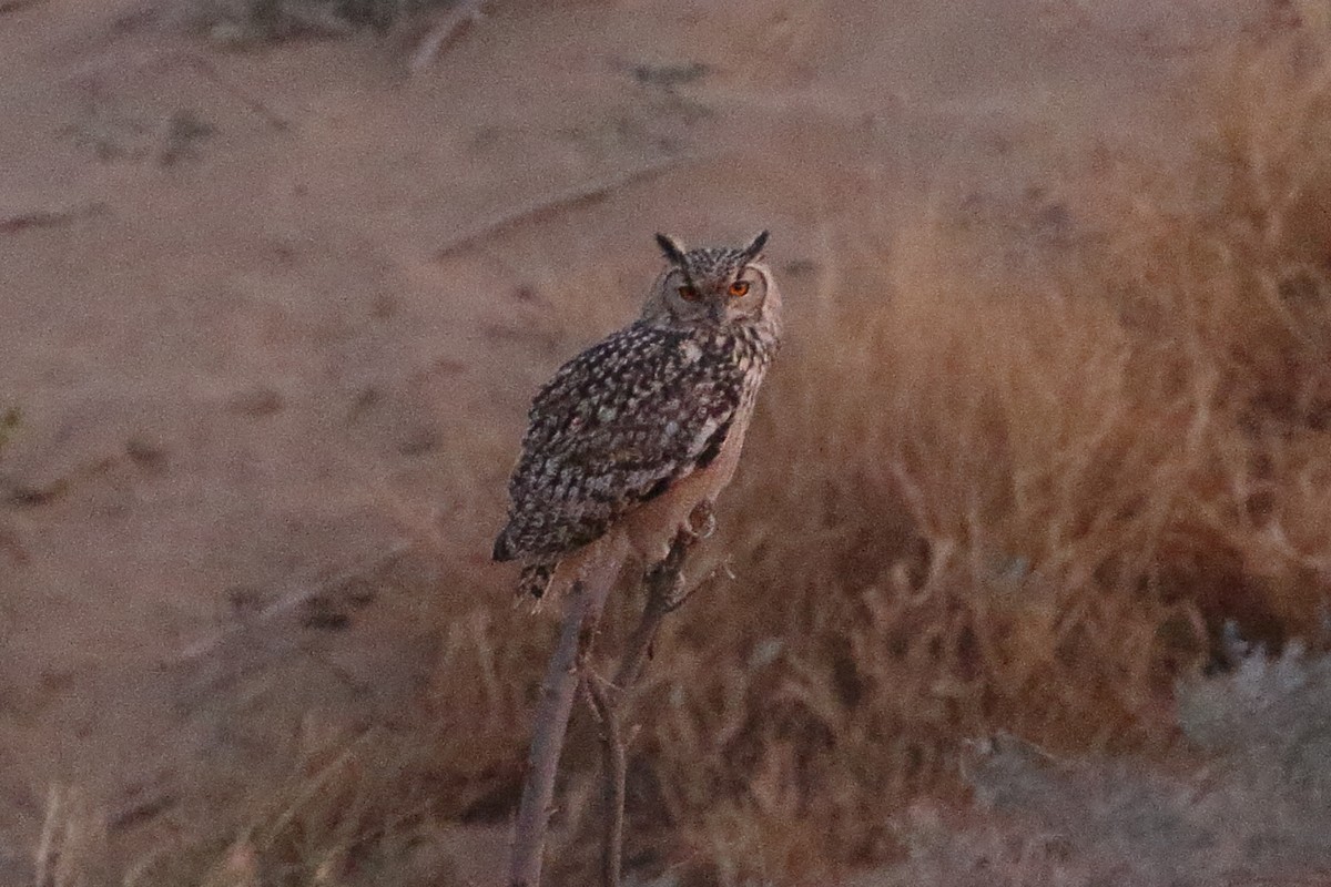 bengalhubro - ML646715365