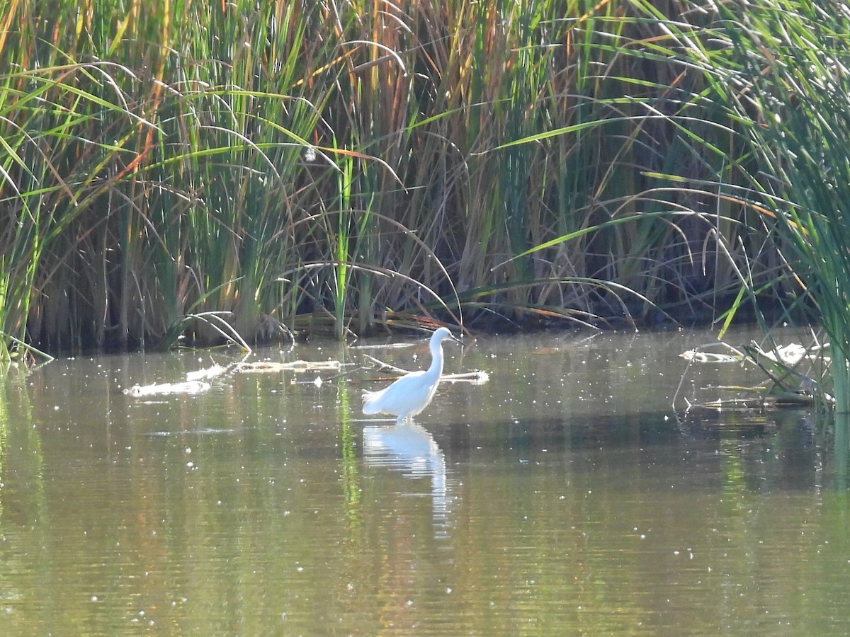 Snowy Egret - ML646715367