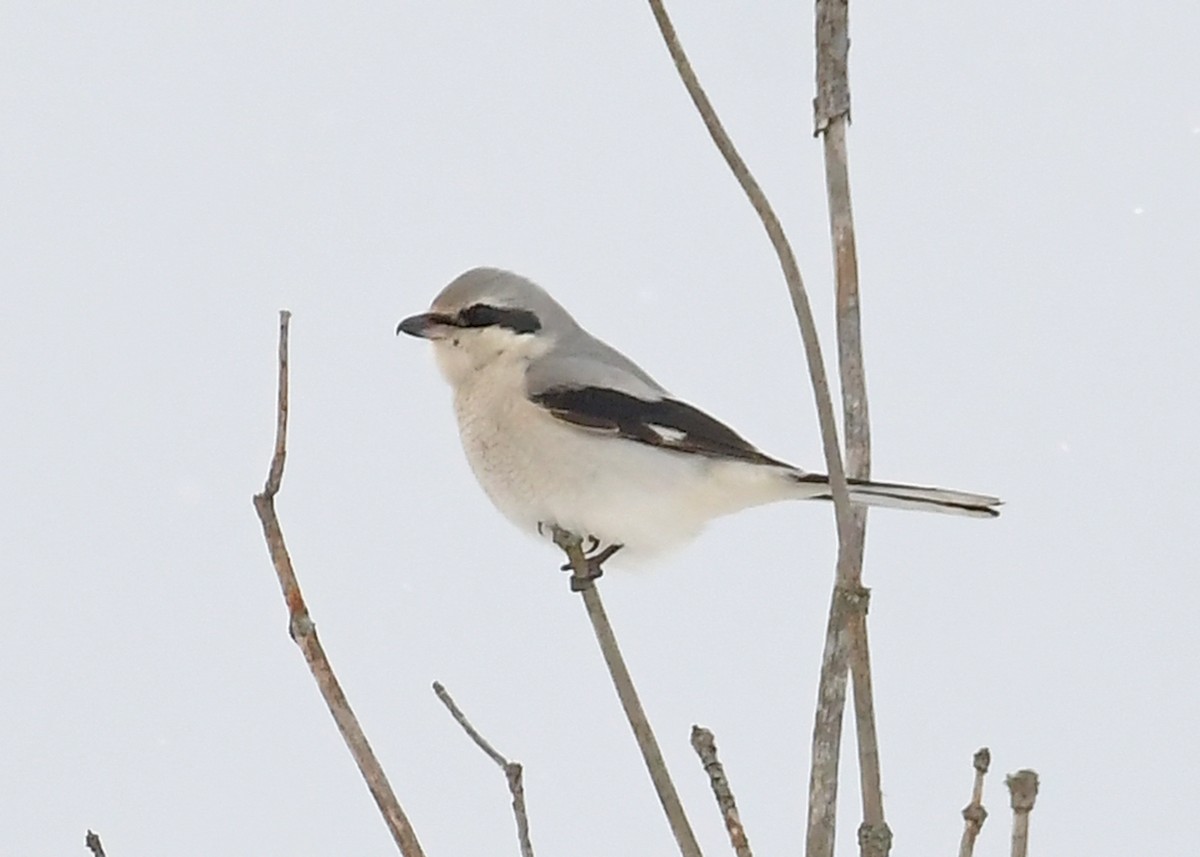 borealvarsler - ML646715368