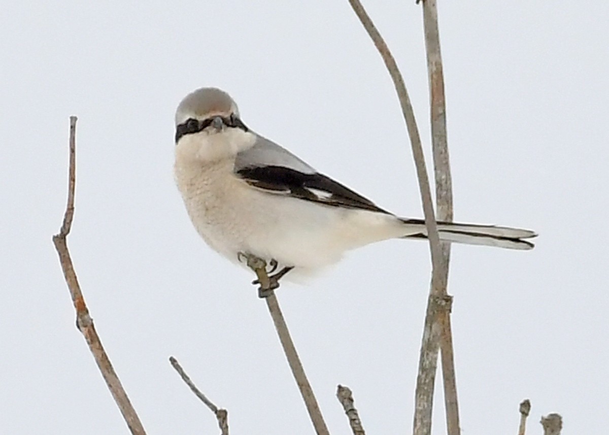 borealvarsler - ML646715369