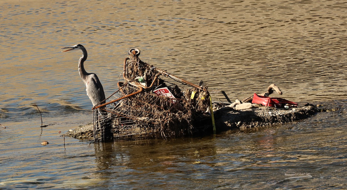 Great Blue Heron - ML646715370