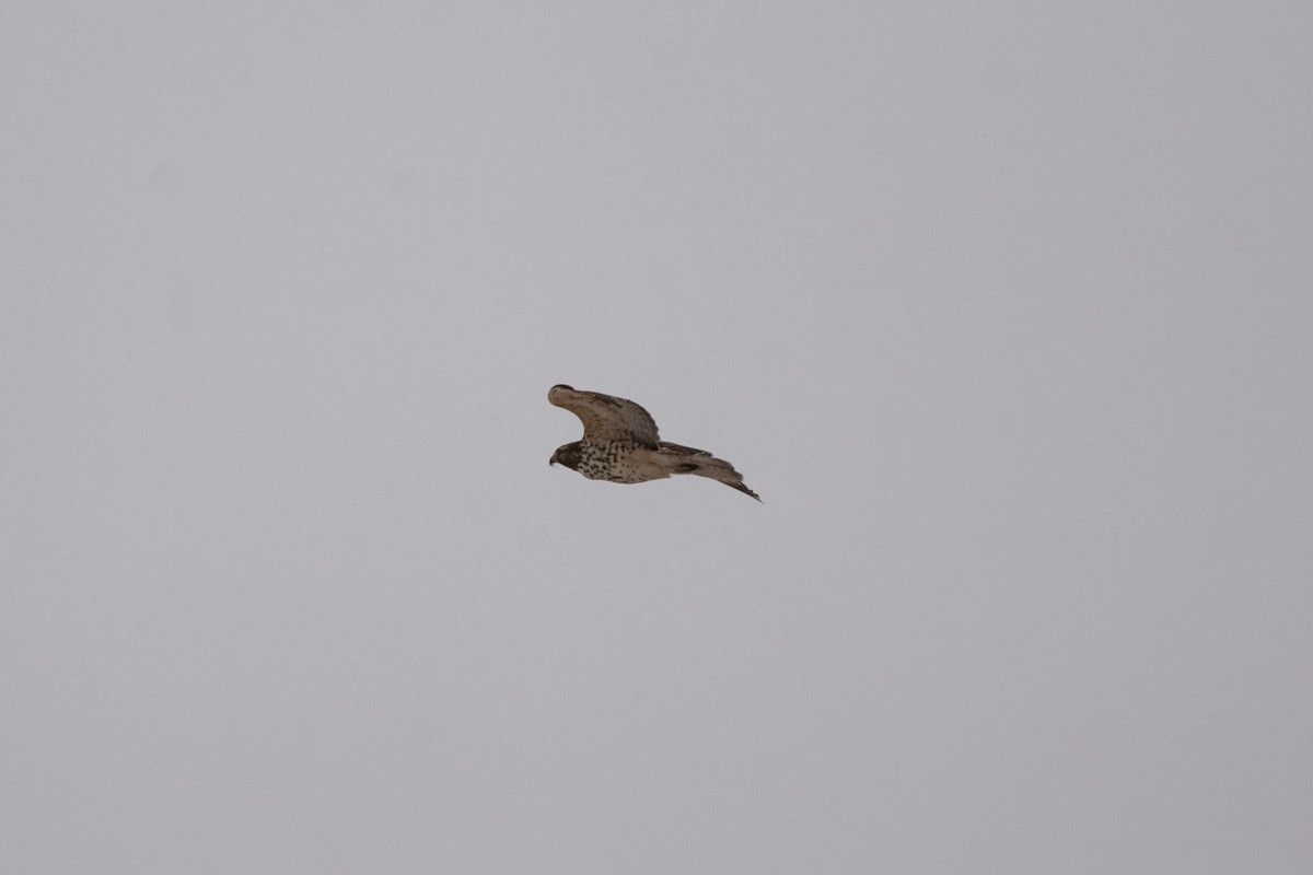 Busardo Pechirrojo - ML646715372