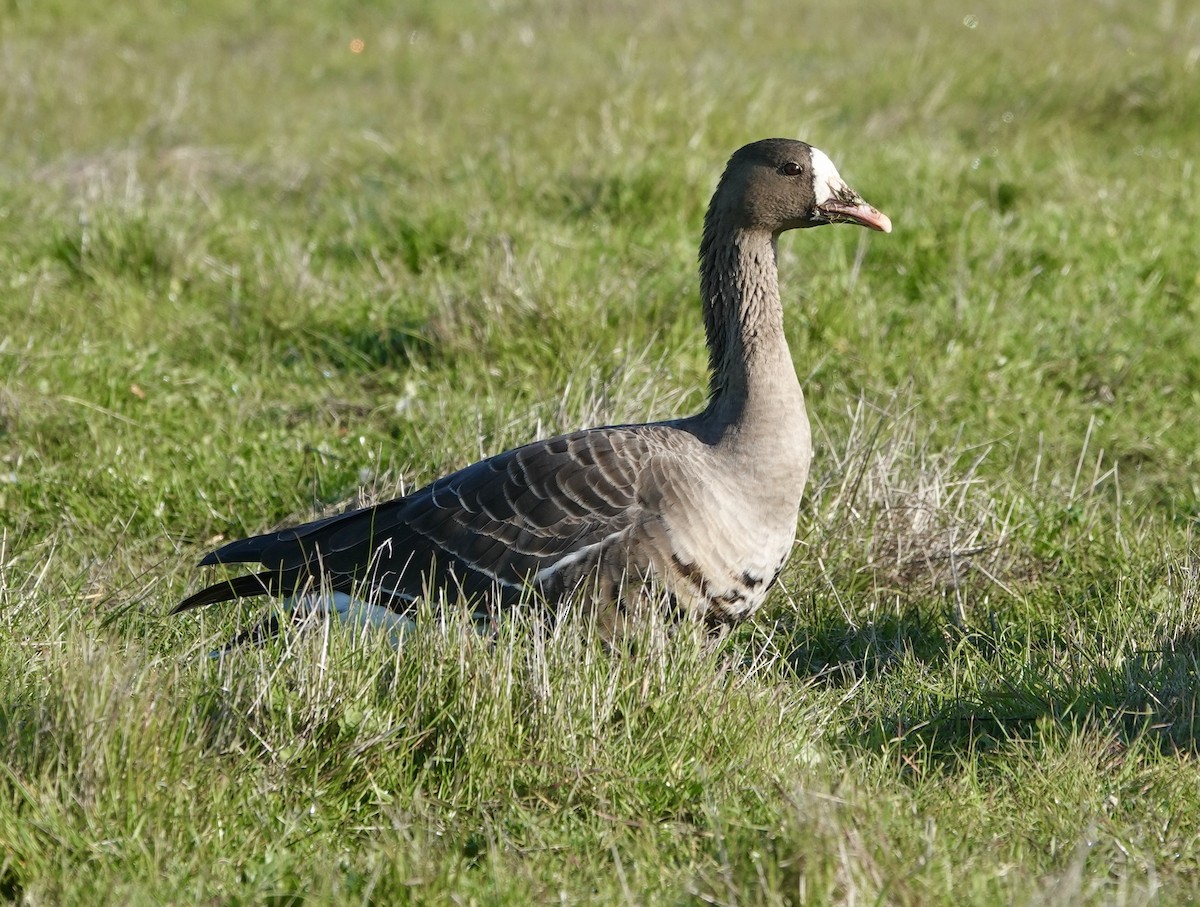 Greater White-fronted Goose - ML646715374