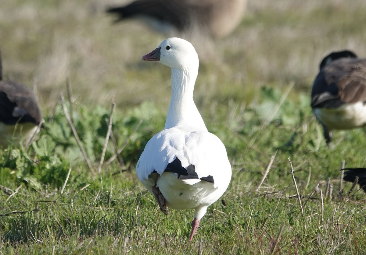 Ross's Goose - ML646715375