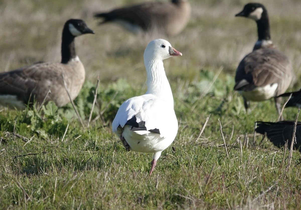 Ross's Goose - ML646715376