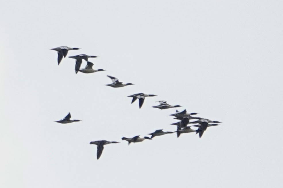 Zerra handia - ML646715377